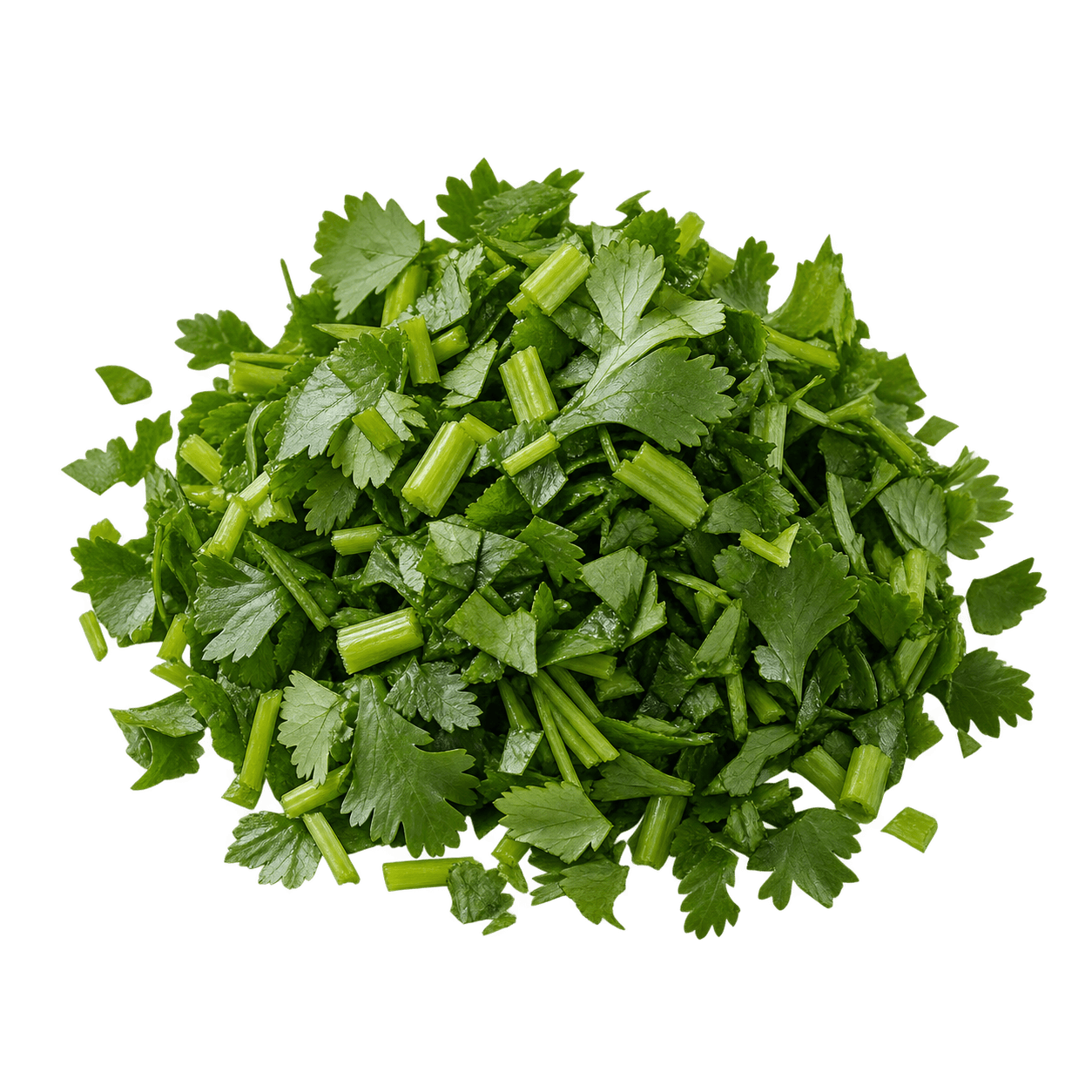 Culantro